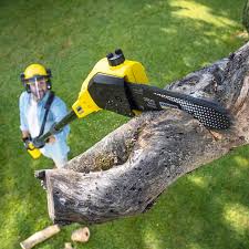 Best Lawn Maintenance Plans  in College Park, MD