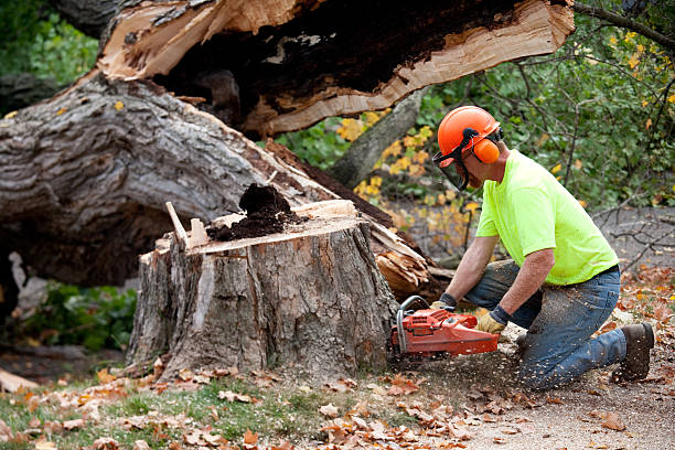 Trusted College Park, MD Tree Services Experts